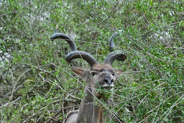 大羚羊 Tragelaphus Strepsiceros 是一种大型林地羚羊 分布在整个东部和南部非洲 大公牛 有大软木塞螺钉角 — 图库照片