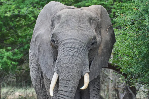 Großer Afrikanischer Elefantenbulle Loxodonta Steht Der Trockenen Landschaft Des Afrikanischen — Stockfoto