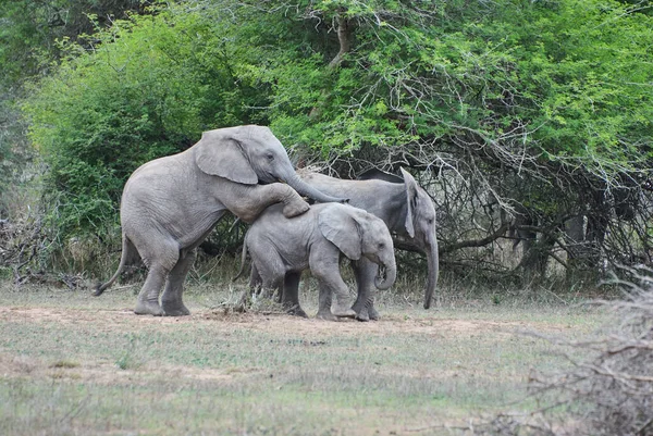 Grupo Jóvenes Elefantes Africanos Juguetones Loxodonta Jugando Juntos Arbusto Africano — Foto de Stock