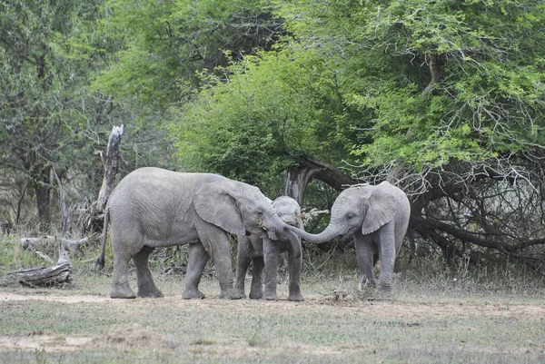 Grupa Zabawnych Młodych Afrykańskich Słoni Loxodonta Bawiących Się Razem Afrykańskim — Zdjęcie stockowe