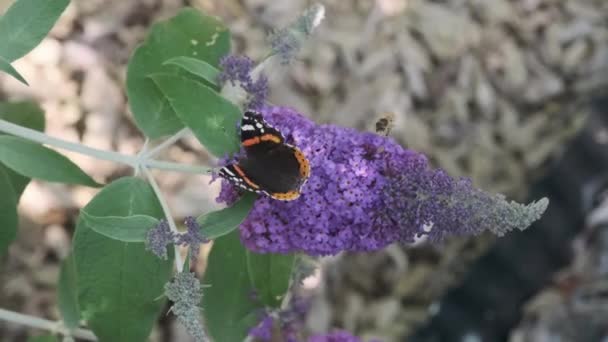 ヴァネッサAtalanta 赤提督は 晴れた日に夏のライラック 蝶の茂みやBuddleja Davidiiに餌 黒い翼 バンドと白い斑点の美しい蝶です — ストック動画