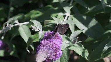 Vanessa atalanta, kızıl amiral, siyah kanatları, şeritleri ve beyaz benekleri olan, yaz leylağı, kelebek çalısı veya güneşli bir günde Buda Daviddii ile beslenen güzel bir kelebektir..
