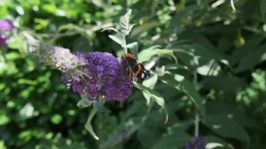 Vanessa atalanta, kızıl amiral, siyah kanatları, şeritleri ve beyaz benekleri olan, yaz leylağı, kelebek çalısı veya güneşli bir günde Buda Daviddii ile beslenen güzel bir kelebektir..