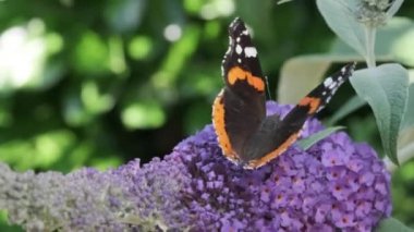Vanessa atalanta, kızıl amiral, siyah kanatları, şeritleri ve beyaz benekleri olan, yaz leylağı, kelebek çalısı veya güneşli bir günde Buda Daviddii ile beslenen güzel bir kelebektir..
