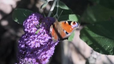 Aglais io, Avrupalı tavus kuşu, yaygın olarak bilinen tavus kuşu kelebeği, yazın leylak, kelebek çalısı veya güneşli bir günde Buda Daviddii ile beslenir..