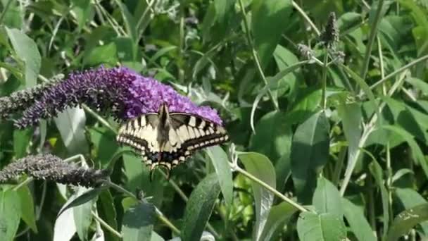 Papilio Machaon Der Gelbe Schwalbenschwanz Der Alten Welt Ein Schmetterling — Stockvideo