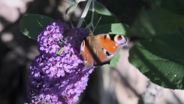 Aglais Ευρωπαϊκό Παγώνι Κοινώς Γνωστό Πεταλούδα Παγώνι Σίτιση Καλοκαίρι Πασχαλιές — Αρχείο Βίντεο