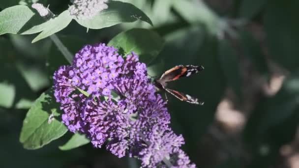 ヴァネッサAtalanta 赤提督は 晴れた日に夏のライラック 蝶の茂みやBuddleja Davidiiに餌 黒い翼 バンドと白い斑点の美しい蝶です — ストック動画