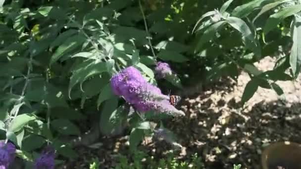 ヴァネッサAtalanta 赤提督は 晴れた日に夏のライラック 蝶の茂みやBuddleja Davidiiに餌 黒い翼 バンドと白い斑点の美しい蝶です — ストック動画