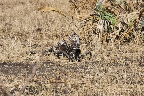 Squelette Buffle Africain Mort Couché Dans Paysage Sec — Photo