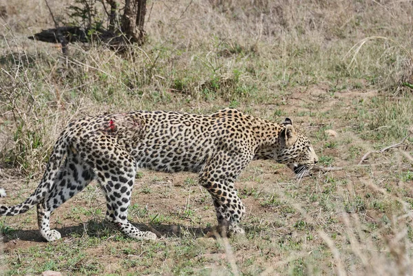 Leopardo Fêmea Ferido Pesado Panthera Pardus Perseguindo Feridos Através Arbusto — Fotografia de Stock