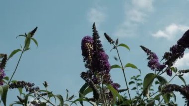 Papilio machaon, Eski Dünya sarı kırlangıç kuşu, Papilionidae familyasından bir kelebek. Siyah ve sarı kanatlı güzel kelebek yaz leylağı, kelebek çalısı ya da Buda Daviddii ile besleniyor.