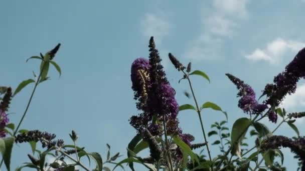 Papilio Machaon Eski Dünya Sarı Kırlangıç Kuşu Papilionidae Familyasından Bir — Stok video