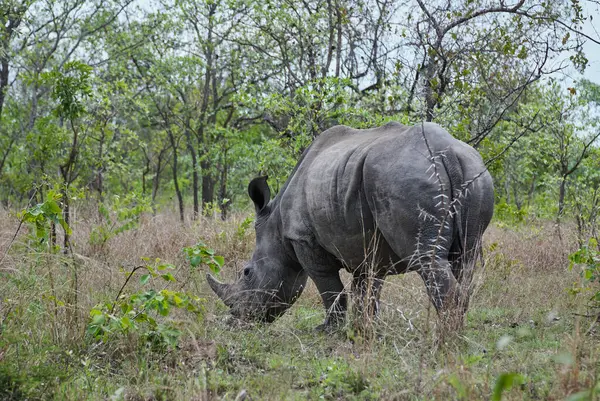 Nosorożec Biały Lub Nosorożec Kwadratowy Ceratotherium Simum Wypas Gęstym Krzaku — Zdjęcie stockowe