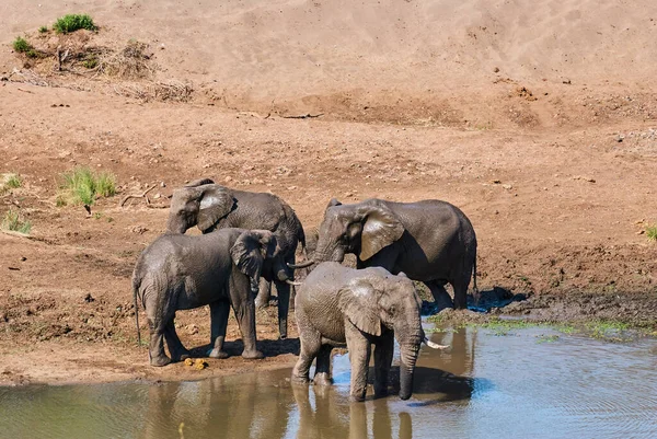 Afrika filleri sürüsü Loxodonta, Afrika 'da bir su birikintisinde toplanıyor.