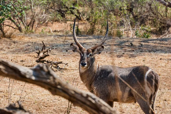 Male Ellipsiprymnus Waterbuck Kobus Ellipsiprymnus Large Grey Antelope Big Horns — 图库照片