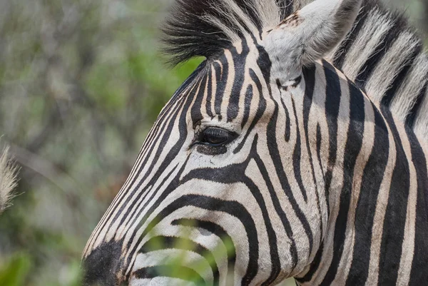 Portrait Plains Zebra Hippotigris African Equines Quagga Distinctive Black White — Stock Photo, Image