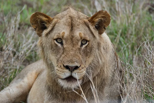 Jeune Lion Afrique Mâle Dans Son Habitat Naturel Dans Brousse — Photo