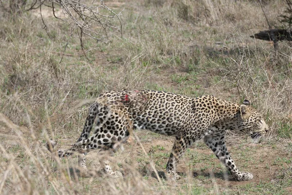 Leopardo Femmina Pesantemente Ferito Panthera Pardus Stalking Ferito Attraverso Cespuglio — Foto Stock