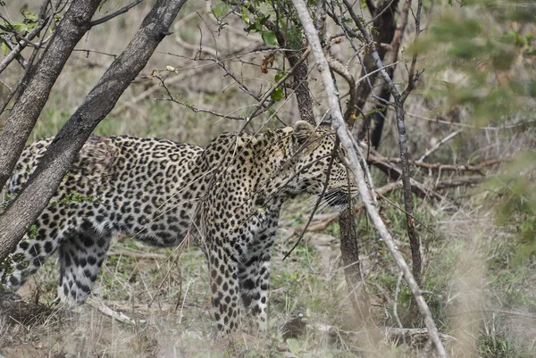 Leopardo Fêmea Ferido Pesado Panthera Pardus Perseguindo Feridos Através Arbusto — Fotografia de Stock
