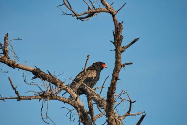 Bateleur kartal, Terathopius ecaudatus, Afrika 'da mavi gökyüzüne karşı bir ağaca tünemişti.
