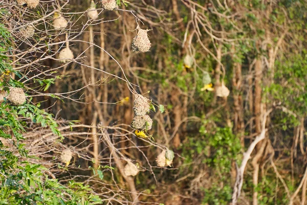 Delicate Weaver Bird Nests Hanging Shrubs African Landscape — Stock Photo, Image