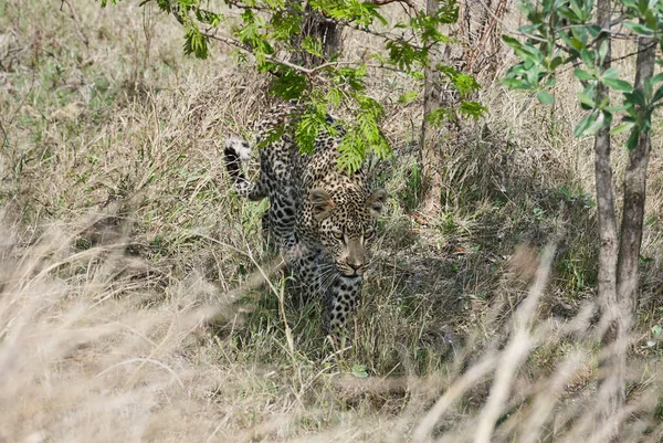 Panthera Pardus 一只身材高大 受伤的雌性豹 在非洲风景区的灌木丛中尾随受伤 — 图库照片