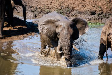 Afrika filleri, Loxodonta, Afrika 'da bir su birikintisinde toplanıyor.