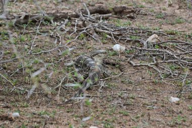 Kertenkele gözlemle, Varanus cinsinde büyük bir kertenkele, Afrika 'nın çalılıklarında sürünüyor.