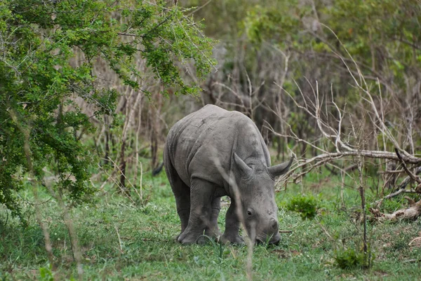 Nosorożec Biały Lub Nosorożec Kwadratowych Wargach Ceratotherium Simum Wypas Gęstym — Zdjęcie stockowe