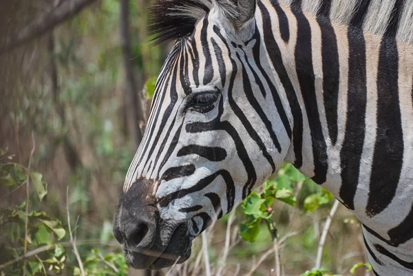 Plains Zebra Nın Portresi Hipotigris Afrika Atları Belirgin Siyah Beyaz — Stok fotoğraf