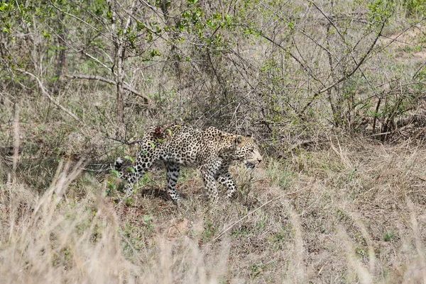 Leopardo Femmina Pesantemente Ferito Panthera Pardus Stalking Ferito Attraverso Cespuglio — Foto Stock