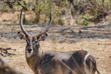Kobus ellipsiprymnus, Afrika 'da büyük boynuzları bulunan büyük gri bir antiloptur..