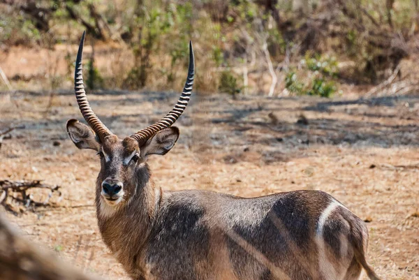 Male Ellipsiprymnus Waterbuck Kobus Ellipsiprymnus Large Grey Antelope Big Horns — 图库照片