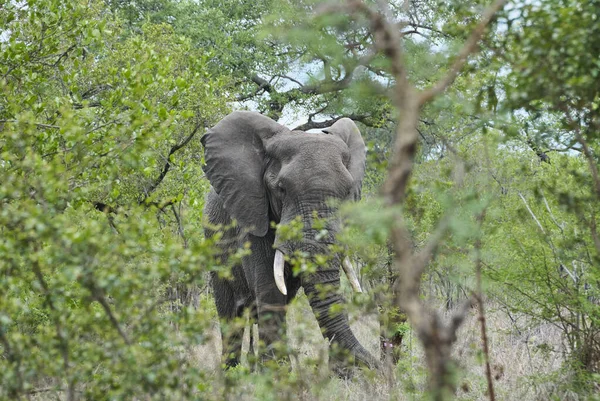Большой Африканский Слон Бык Loxodonta Стоя Засушливом Ландшафте Африканского Куста — стоковое фото