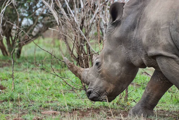 Breitmaulnashorn Ceratotherium Simum Weidet Dichten Afrikanischen Busch — Stockfoto