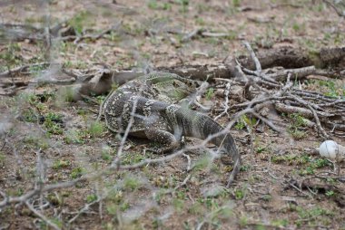 Kertenkele gözlemle, Varanus cinsinde büyük bir kertenkele, Afrika 'nın çalılıklarında sürünüyor.