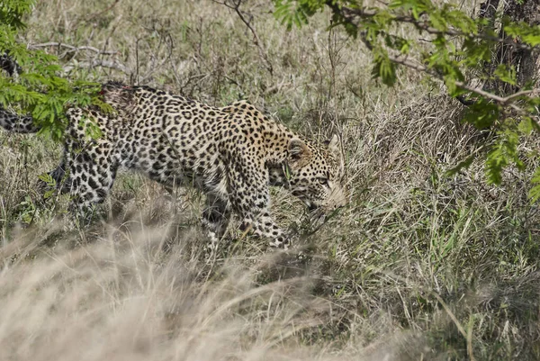 Ağır Yaralı Dişi Leopar Panthera Pardus Afrika Daki Bir Arazinin — Stok fotoğraf