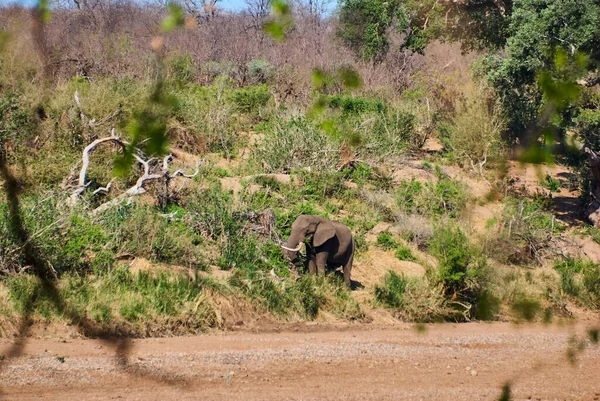 Grande Touro Elefante Africano Loxodonta Paisagem Árida Arbusto Africano — Fotografia de Stock