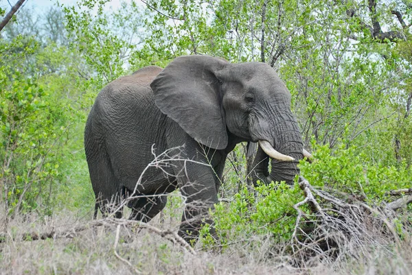 Großer Afrikanischer Elefantenbulle Loxodonta Steht Der Trockenen Landschaft Des Afrikanischen — Stockfoto