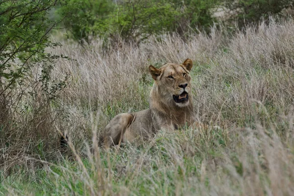 Afrikanischer Löwe Seinem Natürlichen Lebensraum Busch — Stockfoto