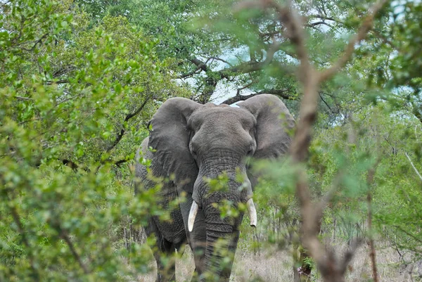 Grande Touro Elefante Africano Loxodonta Paisagem Árida Arbusto Africano — Fotografia de Stock