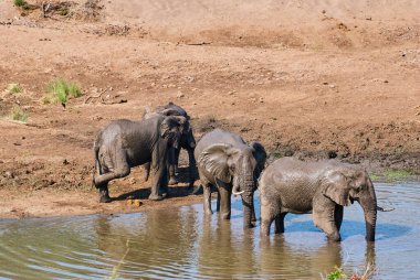 Afrika filleri sürüsü Loxodonta, Afrika 'da bir su birikintisinde toplanıyor.