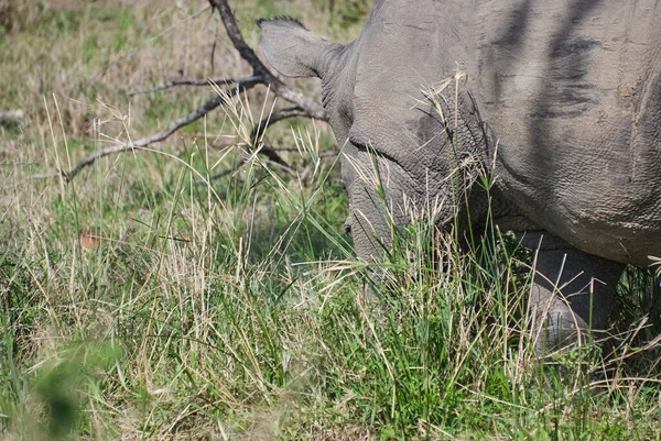 Nosorożec Biały Lub Nosorożec Kwadratowy Ceratotherium Simum Wypas Gęstym Krzaku — Zdjęcie stockowe