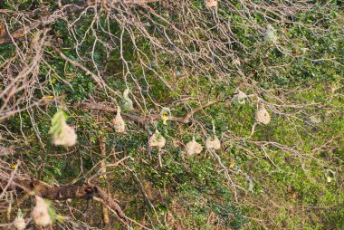 Afrika 'nın çalılıklarında asılı narin dokumacı kuş yuvaları