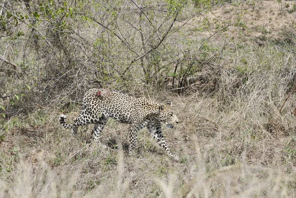 Leopardo Femmina Pesantemente Ferito Panthera Pardus Stalking Ferito Attraverso Cespuglio — Foto Stock