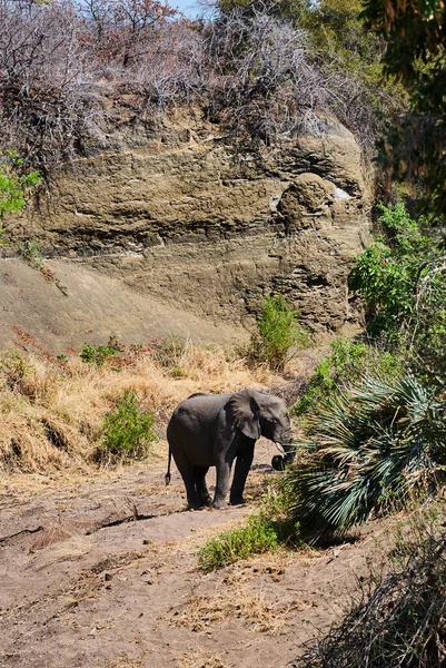 Grande Touro Elefante Africano Loxodonta Paisagem Árida Arbusto Africano — Fotografia de Stock