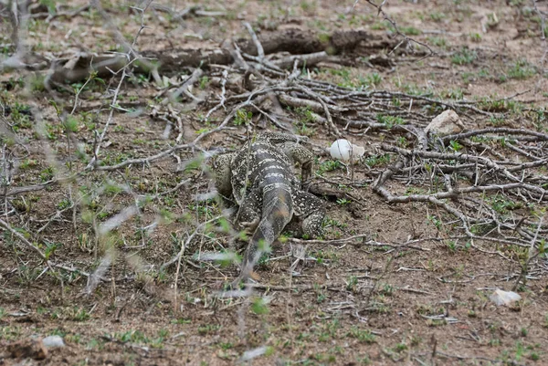 Waranechse Eine Große Echse Der Gattung Varanus Kriecht Durch Den — Stockfoto