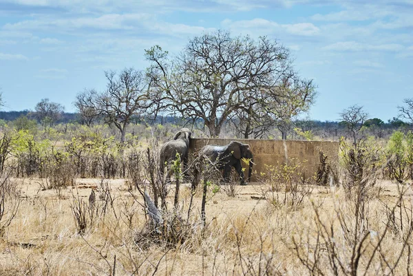 Słoń Afrykański Loxodonta Picie Dużego Basenu Betonowego Gorącym Suchym Obszarze — Zdjęcie stockowe