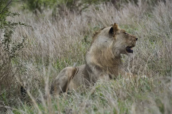 Lion Afrique Dans Son Habitat Naturel Dans Brousse — Photo